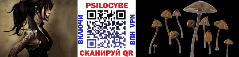 купить   Шуя  Псилоцибиновые грибы Cubensis 
